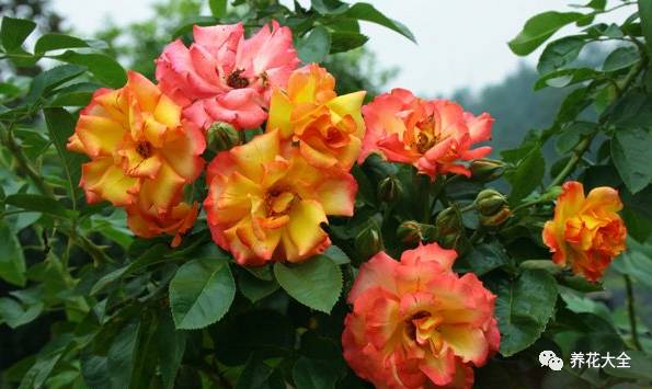 最美最高端的30款月季 (十种绝美的月季)