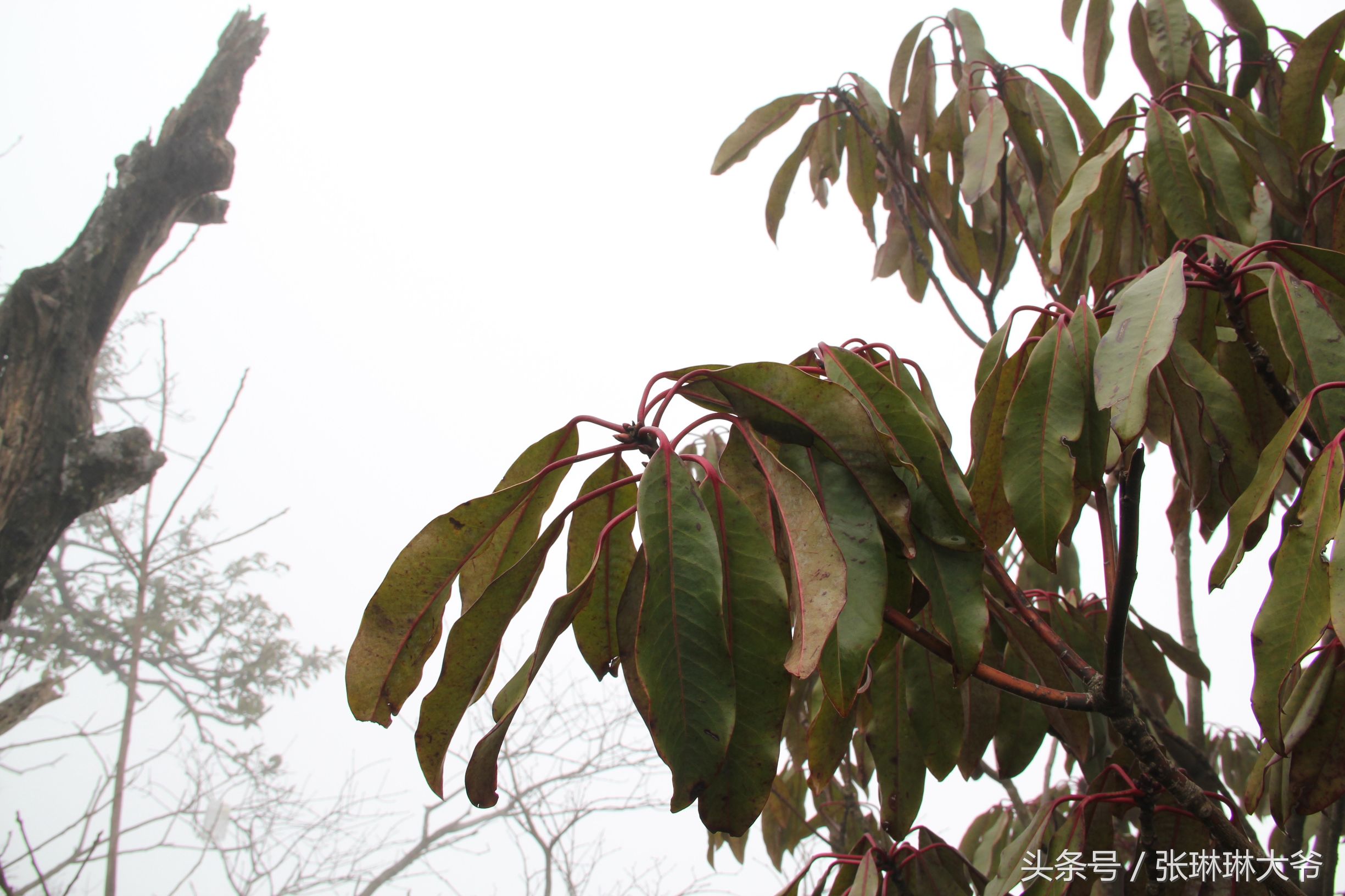 北京姑娘徒步完整视频,北京姑娘旅行