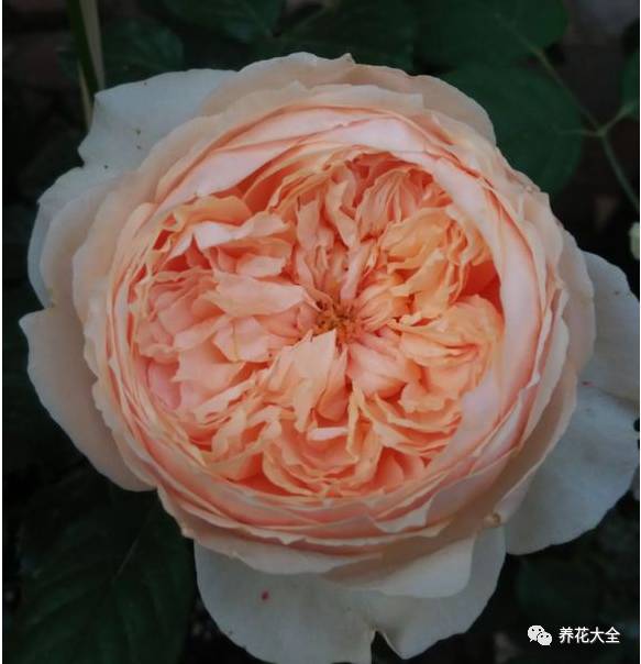 最美最高端的30款月季 (十种绝美的月季)