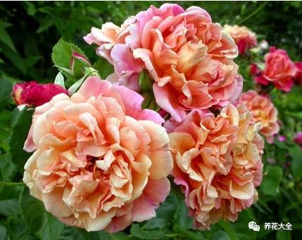 最美的十款月季品种推荐 (十种绝美的月季)