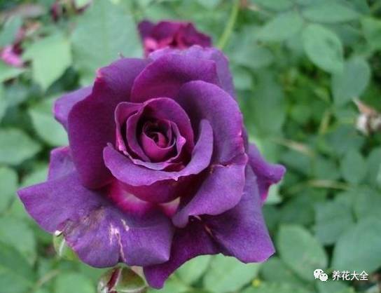 最美最高端的30款月季 (十种绝美的月季)