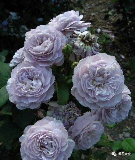 最美最高端的30款月季 (十种绝美的月季)