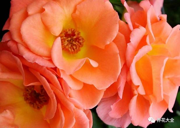 最美的十款月季品种推荐 (十种绝美的月季)