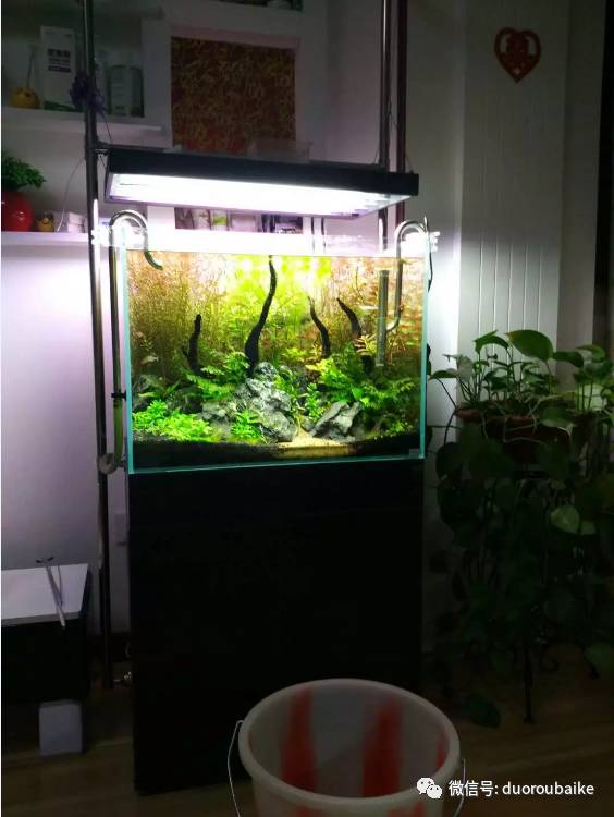 入多肉坑那些年踩过的误区,自从入了多肉坑