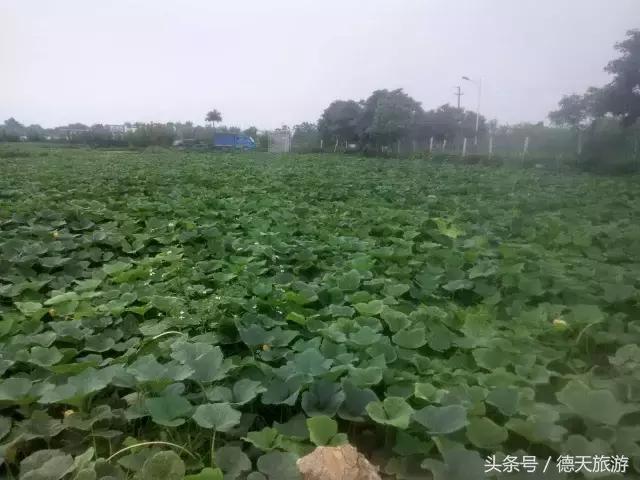 现在南宁去哪里赏花,南宁到武鸣采摘