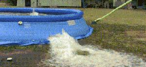 囧吐槽：撸猫影响学习，还是撸狗吧