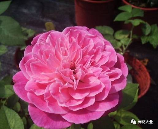 最美最高端的30款月季 (十种绝美的月季)