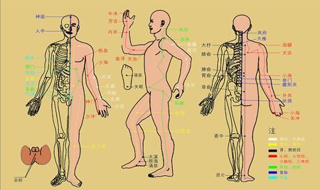 肝胆不好怎样用中医调理一下,肝胆不好的人怎么调理男性