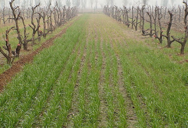 生态农业的好处,生态农业的优势