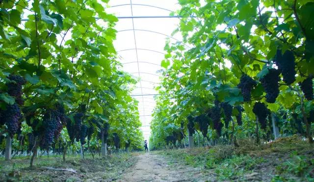 大西安·微PK｜阎良区竟然还有这么多名字你知道几个？