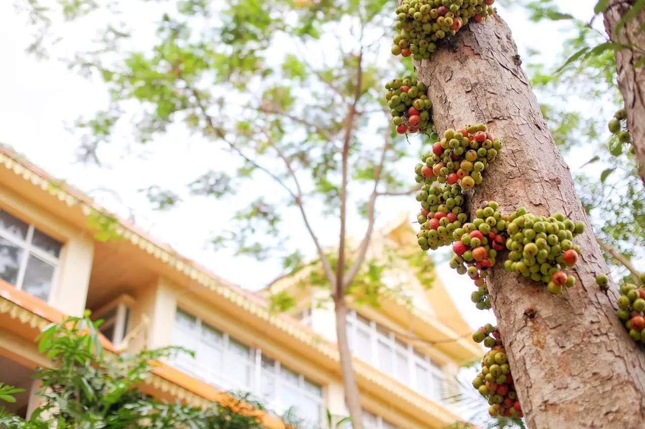 徐千雅彩云之南西双版纳,彩云之南云南西双版纳景色