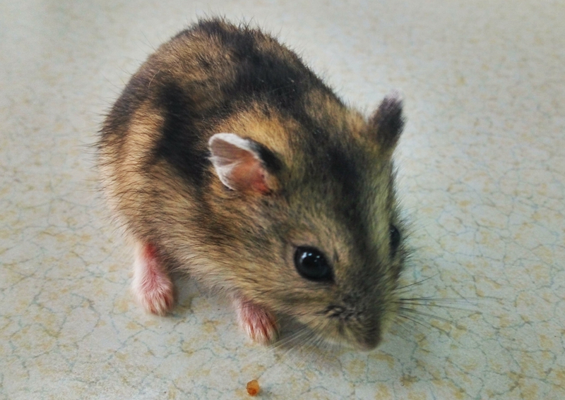 鼠鼠的眼睛好啦我代表我家仓鼠宝宝谢谢您