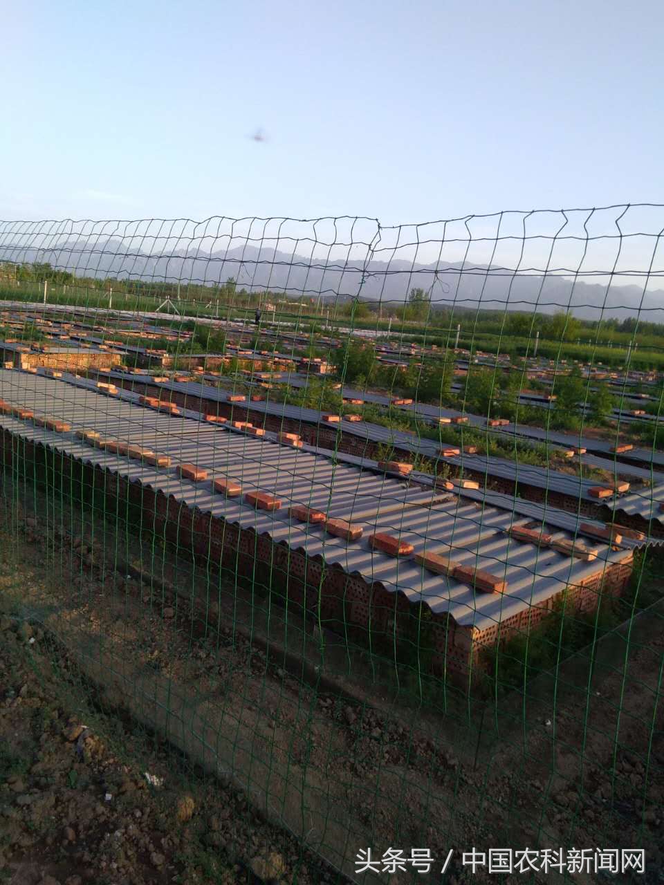 养殖蝎子真的赚钱吗,蝎子怎么养成活率高