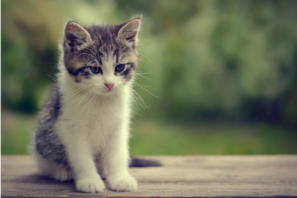 新手养猫注意事项大全,新手养猫注意事项软件