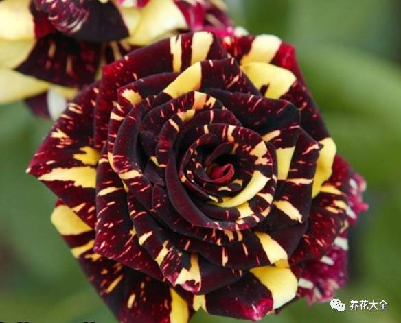 最美最高端的30款月季 (十种绝美的月季)