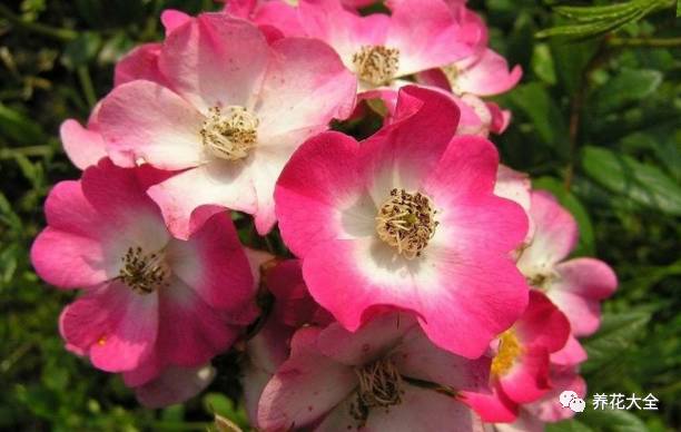 最美最高端的30款月季 (十种绝美的月季)