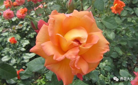 最美最高端的30款月季 (十种绝美的月季)