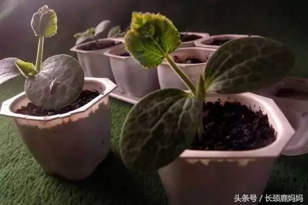 食物盒罐手工制作大全,怎样做一个简单又好看的储存罐