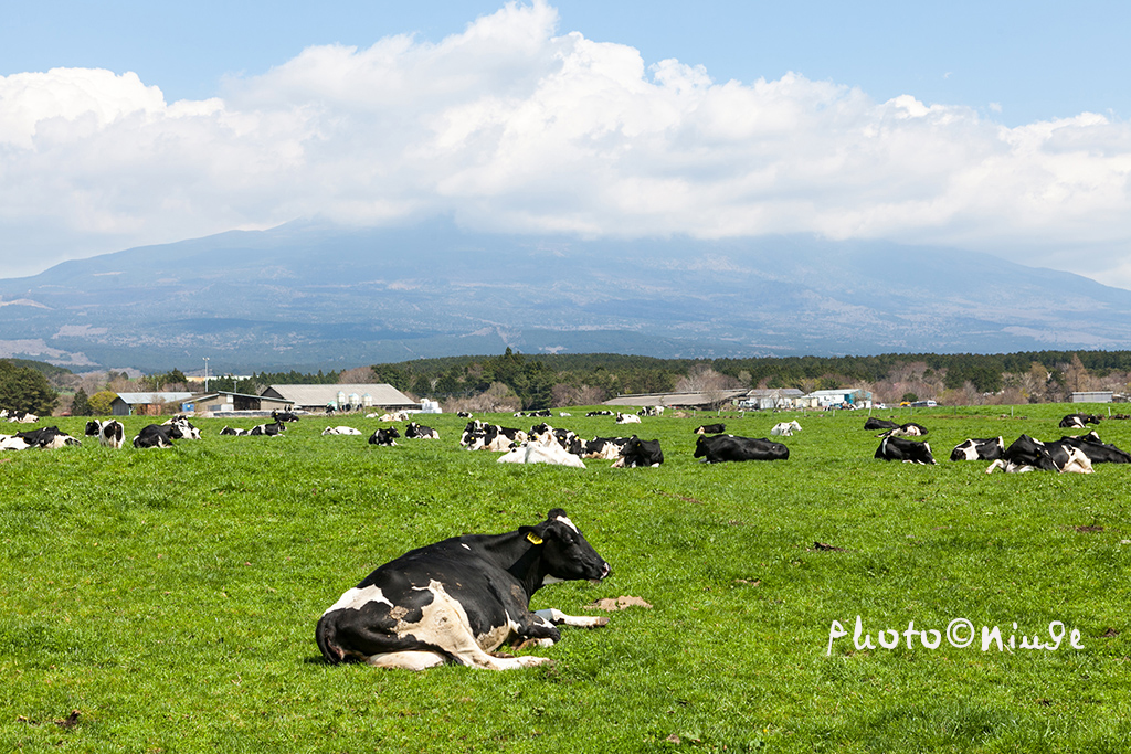 澳门航空空姐游东京 富士山下遇见最美的樱花