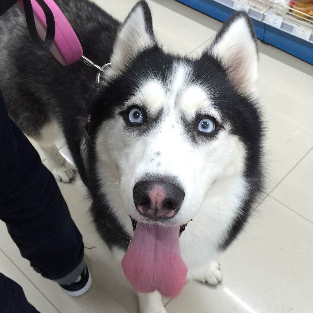 带狗狗逛超市买零食,铲屎官背着狗狗逛街