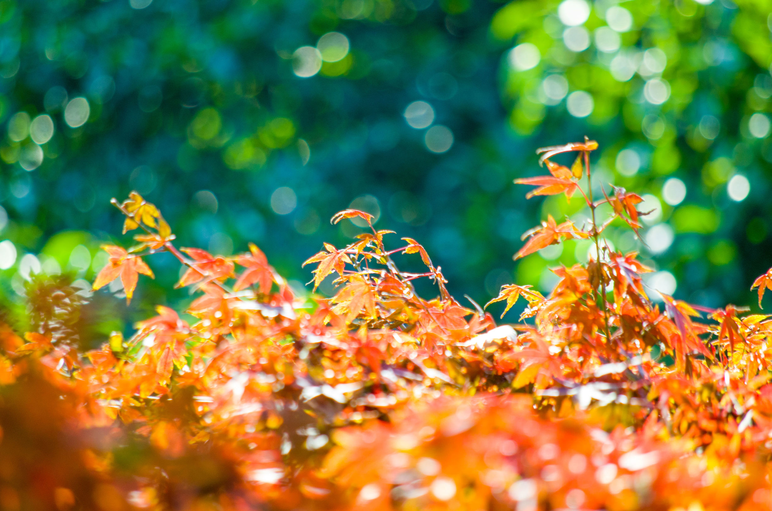 摄影小白推荐相机300左右,拍照好的长焦镜头推荐