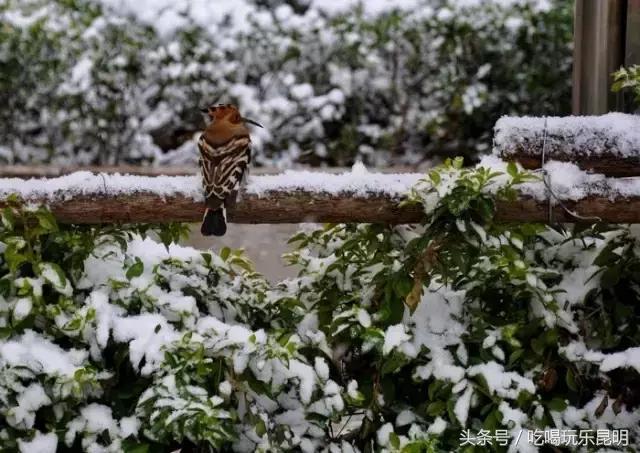 昆八中介绍,再见八中