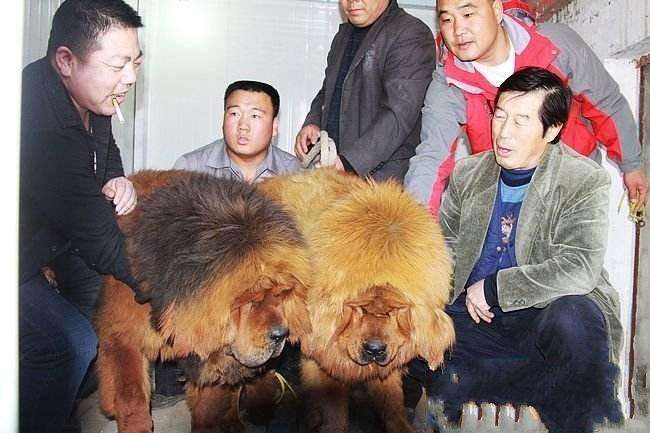 马家军主要人物出国了吗,马家军里的运动员现状