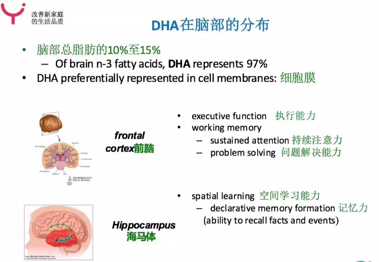 孩子大脑发育的三个关键期,孩子大脑发育注意力不集中
