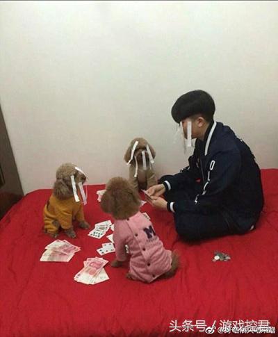 囧吐槽：撸猫影响学习，还是撸狗吧