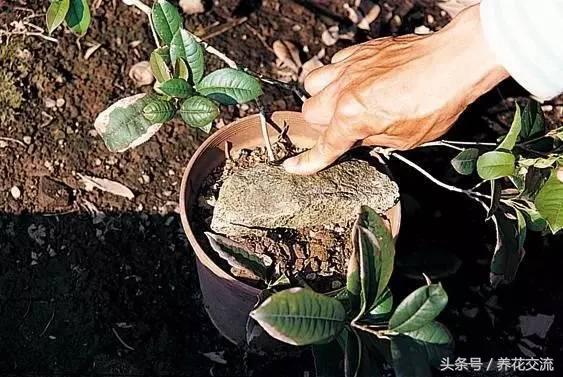 把枝条压进土壤怎么办,把枝条压进土里生根