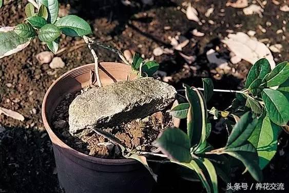 把枝条压进土壤怎么办,把枝条压进土里生根