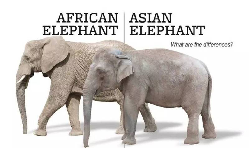 亚洲象vs非洲象,非洲象vs亚洲象