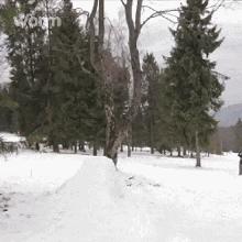 囧吐槽：撸猫影响学习，还是撸狗吧