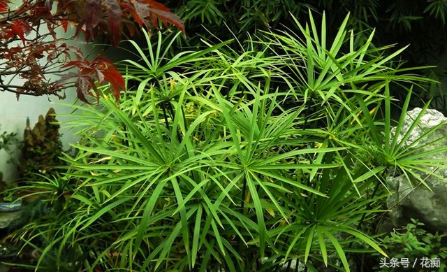 家养水竹如何做造型,水竹一棵会越长越多吗