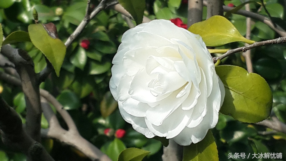 茶花女序曲,茶花女中奢侈的生活