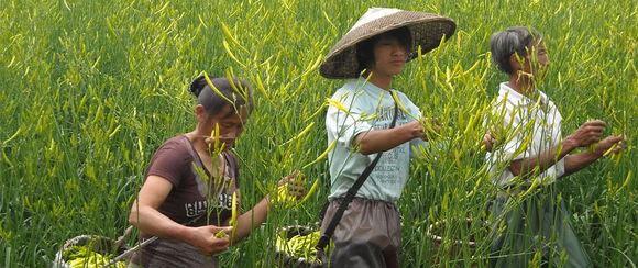 忘忧草有神奇的功效吗,忘忧草可以入药吗