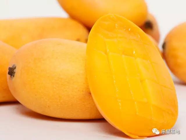 芒果的发展史 (一分钟带你了解芒果)