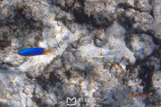 蜜月胜地之马尔代夫,马尔代夫水下餐厅芙拉瓦丽