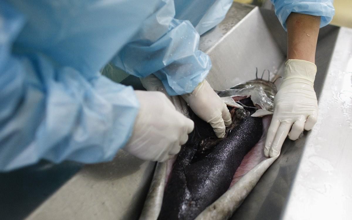 带你探寻顶级鱼子酱的加工流程,顶级鱼子酱加工过程