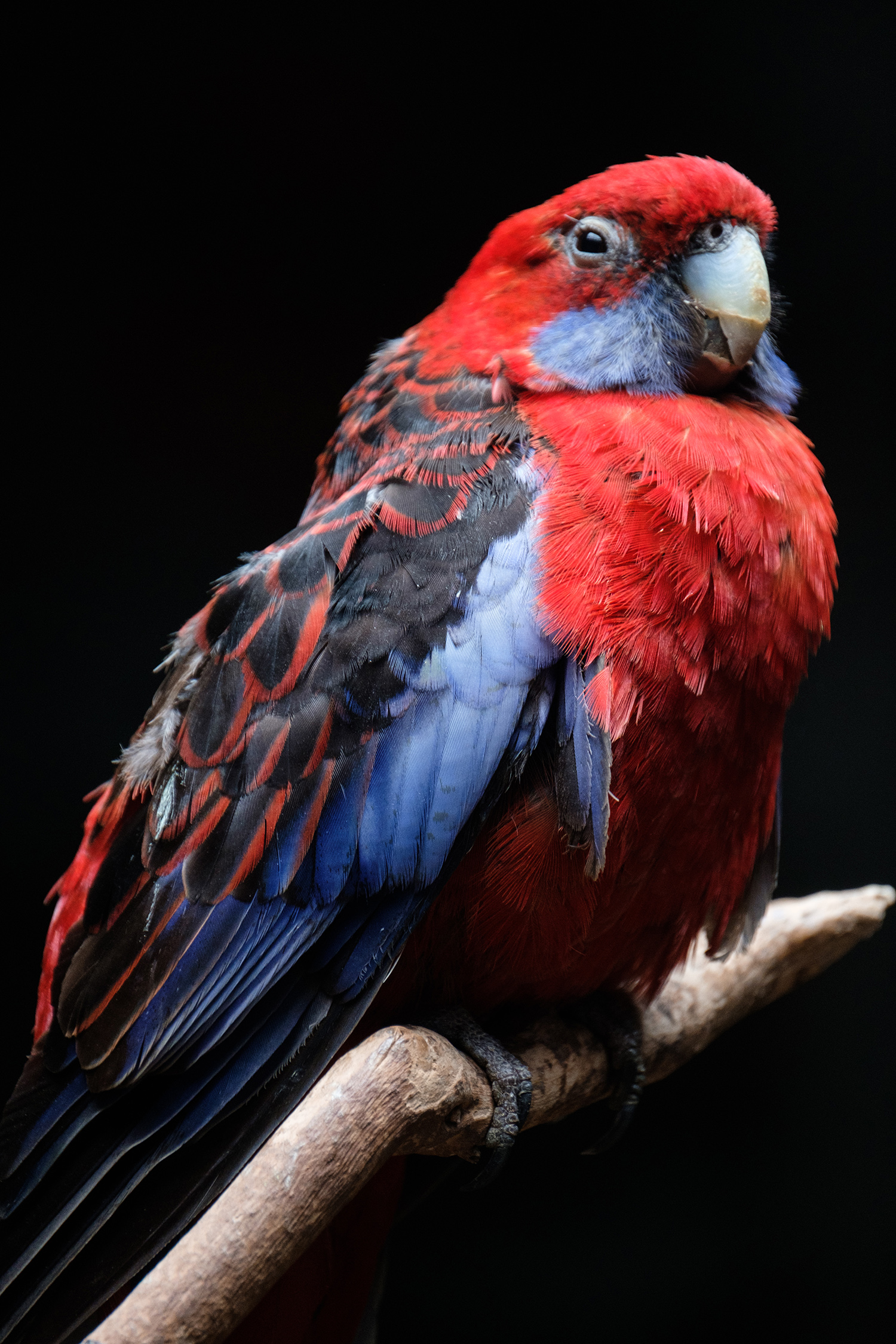 鏈潵甯屾湜涔嬪厜瑙嗛,鏈潵涔嬪厜甯屾湜涔嬪厜