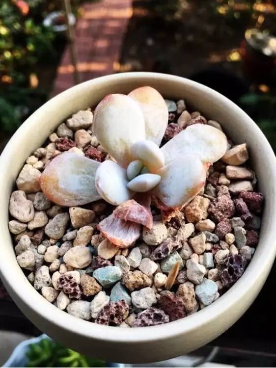 入坑仅1年，他的肉肉竟然全都大变样？！这真的是同一颗肉肉吗？