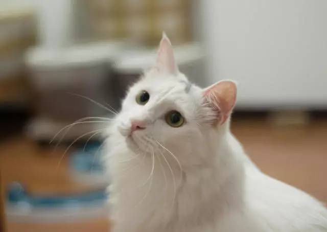 人传染了猫癣还会传染给其他人吗,得了猫癣会烂哪里