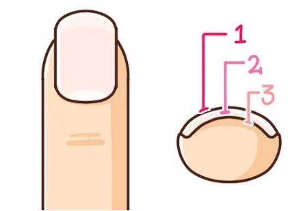 指甲又薄又锋利怎么办,指甲又薄又软该怎么办