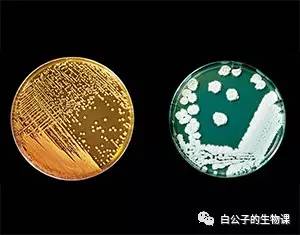 脚臭是因为真菌还是细菌,你的脚臭不臭