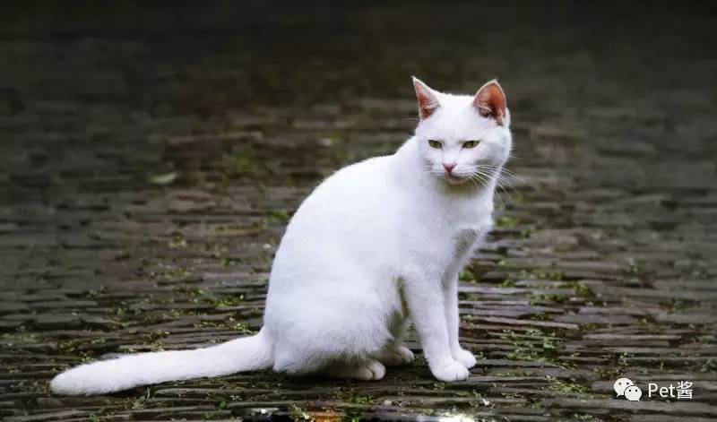 中华田园猫12个品种图哪个最好养,中国最稀少的猫品种中华田园猫