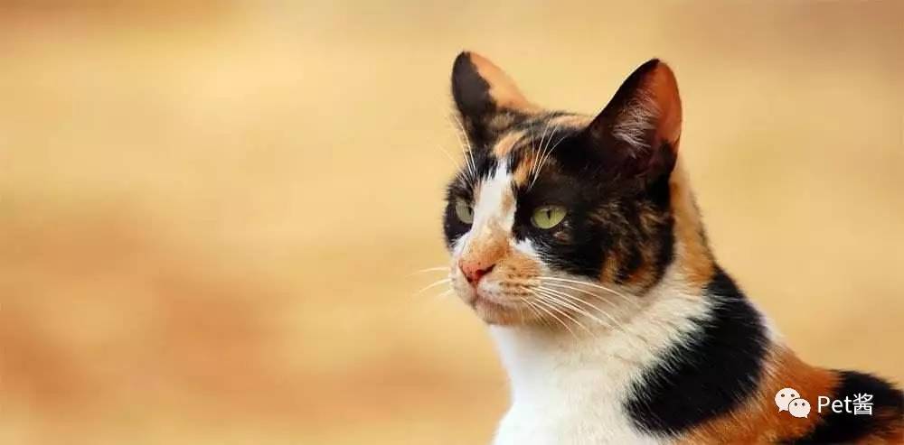 中华田园猫12个品种图哪个最好养,中国最稀少的猫品种中华田园猫