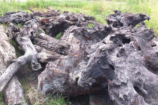 普通乌木和极品乌木的区别和价格,珍华乌木和玫瑰乌木