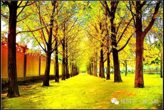 空军大院银杏大道视频,空军大院地址