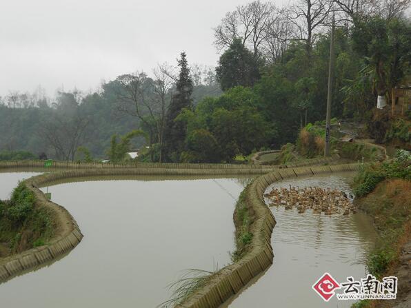 哈尼梯田人与自然和谐,哈尼梯田的生态循环系统