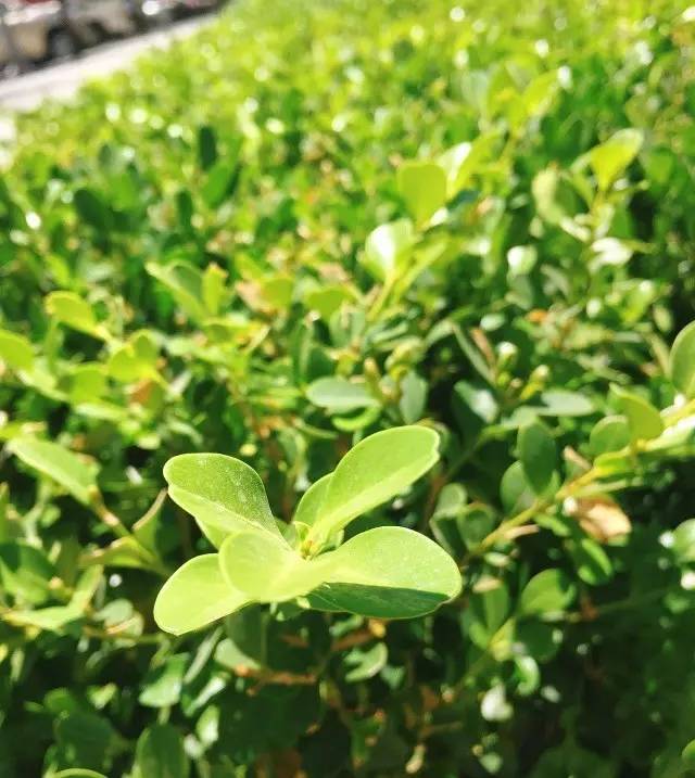 凡人志—贰—每天检查癌症患者病历的临床研究监察员（CRA）